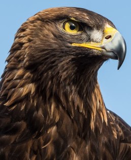 Picture of an eagle